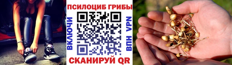 Галлюциногенные грибы Psilocybine cubensis  Купить  Нижнеудинск 